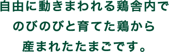 自由に動きまわれる鶏舎内でのびのびと育てた鶏から産まれたたまごです。