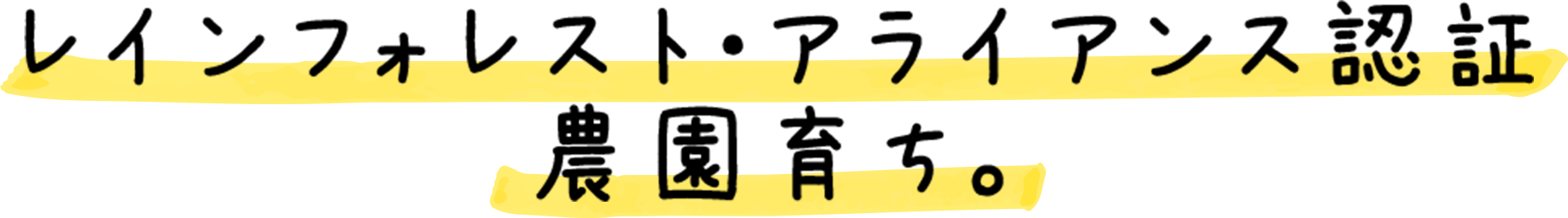 レインフォレスト・アライアンス認証 農園育ち。