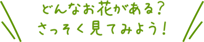 どんなお花がある?さっそく見てみよう!