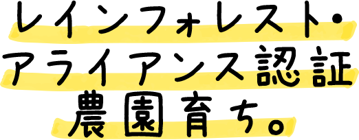 レインフォレスト・アライアンス認証 農園育ち。