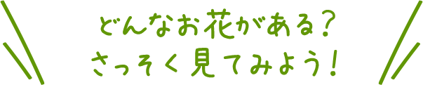どんなお花がある?さっそく見てみよう!