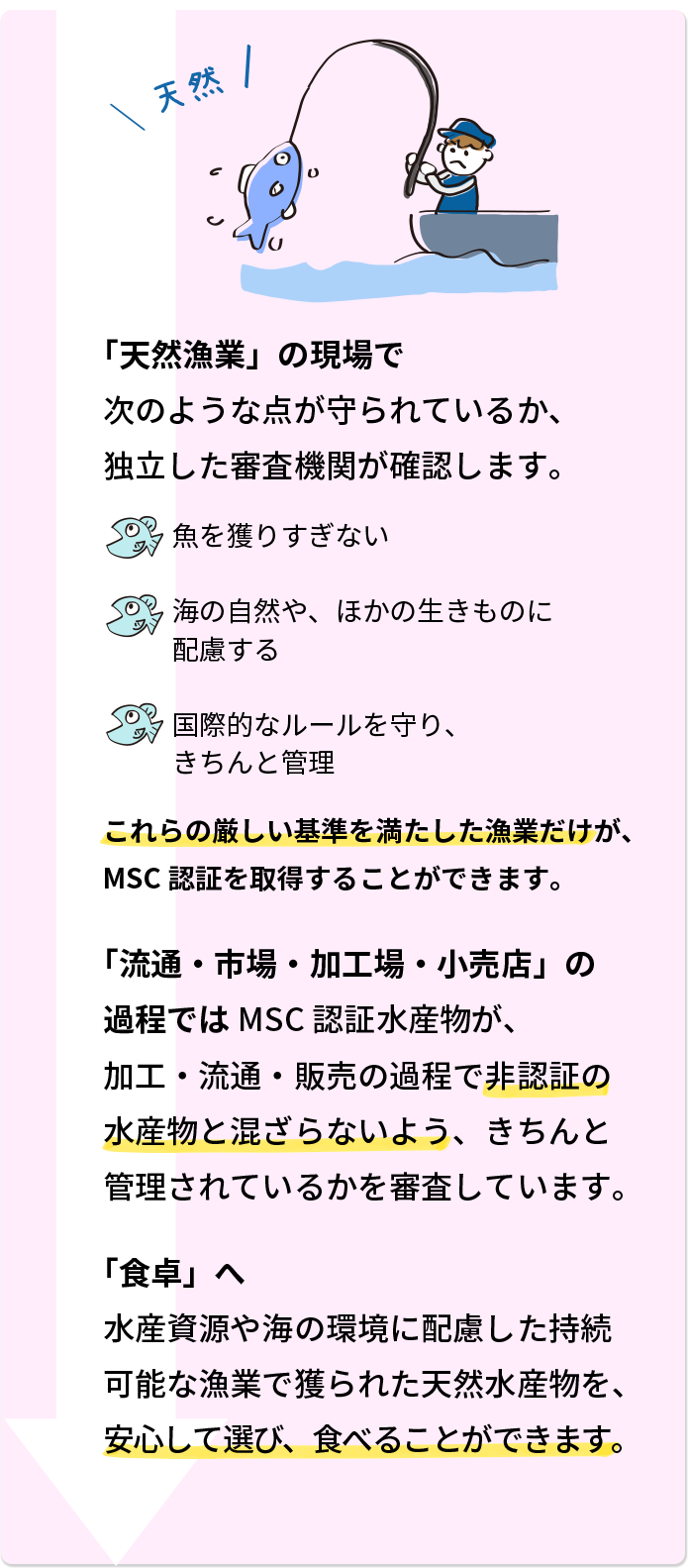 「天然漁業」の現場 次のような点が守られているか、独立した審査機関が確認します。 魚を獲りすぎない 海の自然や、ほかの生きものに配慮する 国際的なルールを守り、きちんと管理 これらの厳しい基準を満たした漁業だけが、MSC認証を取得することができます。 「流通・市場・加工場・小売店」の過程では MSC認証水産物が、加工・流通・販売の過程で非認証の水産物と混ざらないよう、きちんと管理されているかを審査しています。 「食卓」へ 水産資源や海の環境に配慮した持続可能な漁業で獲られた天然水産物を、安心して選び、食べることができます。