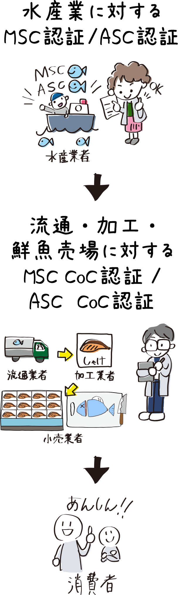 水産業に対するMSC認証/ASC認証→流通・加工・鮮魚売場に対するMSC CoC認証/ASC CoC認証→あんしん!!